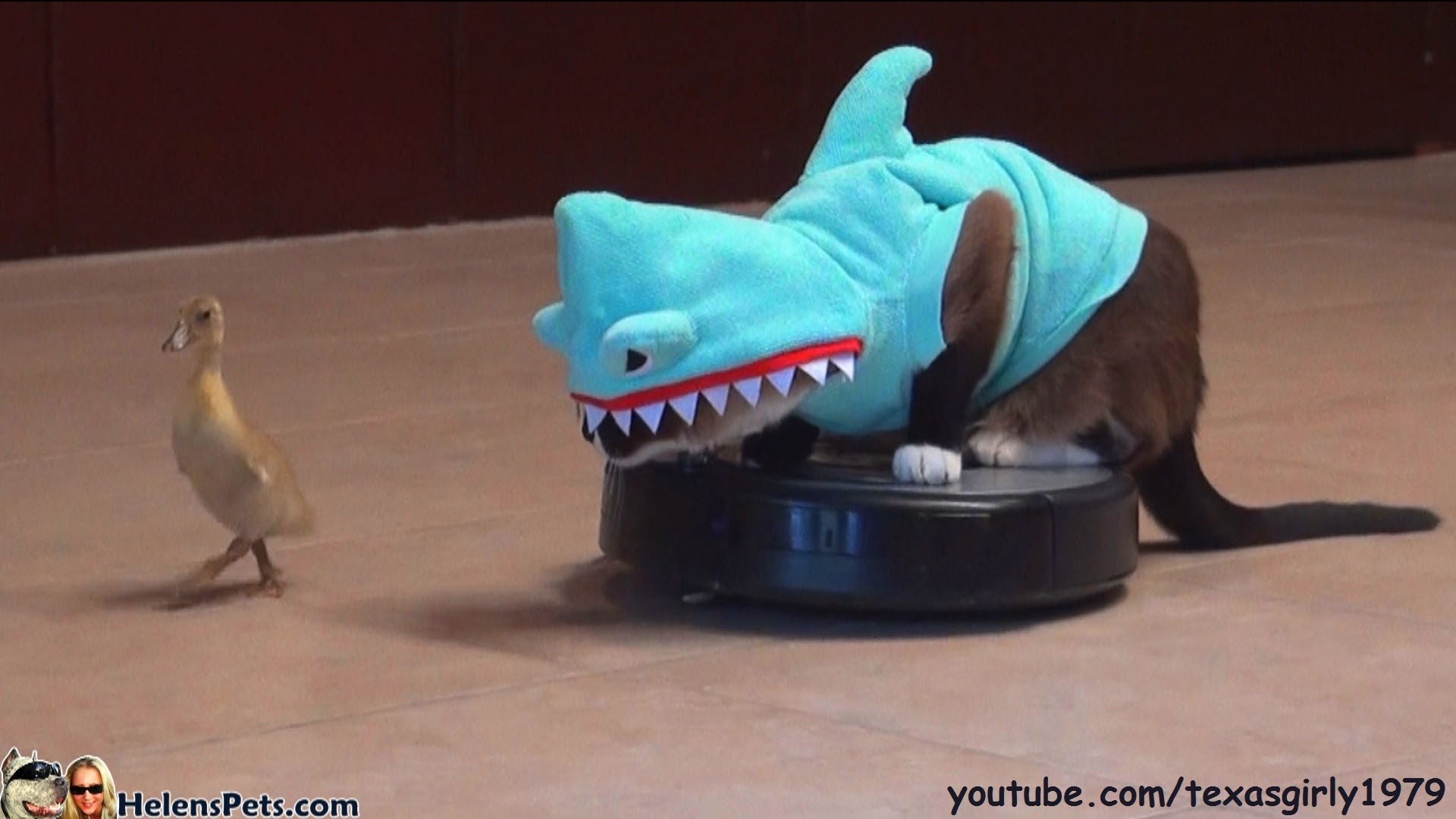 Katze im HaiKostüm sitzt auf dem Roomba und jagt eine Ente › Dravens