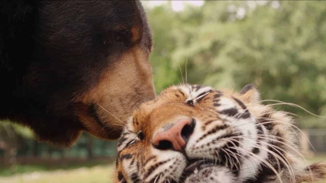 Wer Ist Stärker Löwe Oder Tiger