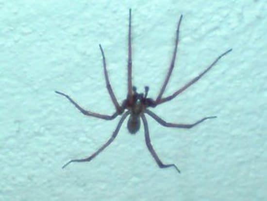 Pfui Spinne oder wir sind Helden!
