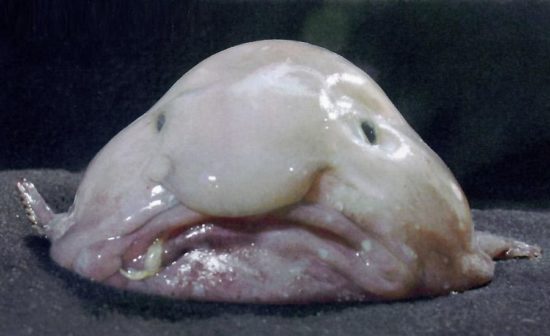 Der Blobfisch
