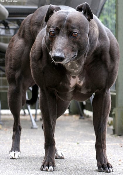 Muskel Hund