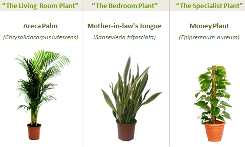 Drie planten