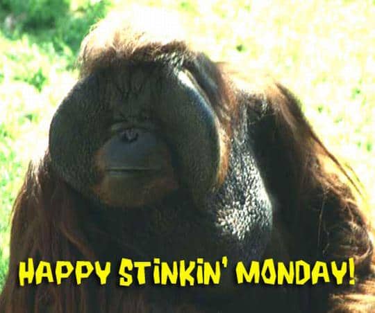 Happy Stinkin' Monday!