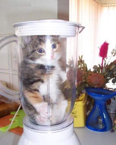 Die Katze im Mixer