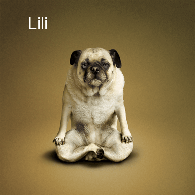 Yoga Dogs