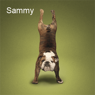 Yoga Dogs