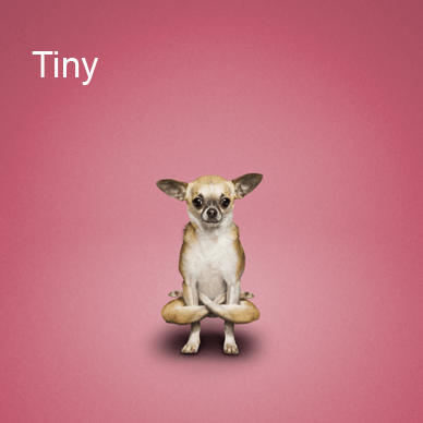Yoga Dogs