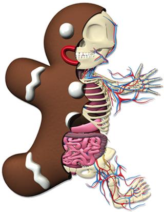 Gingerbread Man Anatomy
