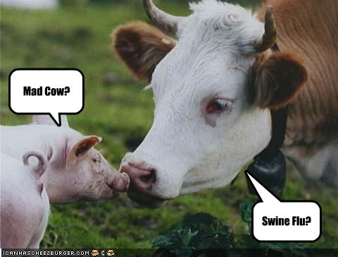 Prašičja gripa se sreča z boleznijo norih krav