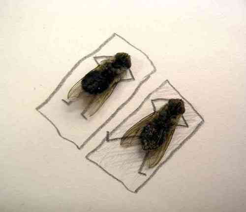 Spass mit Fliegen