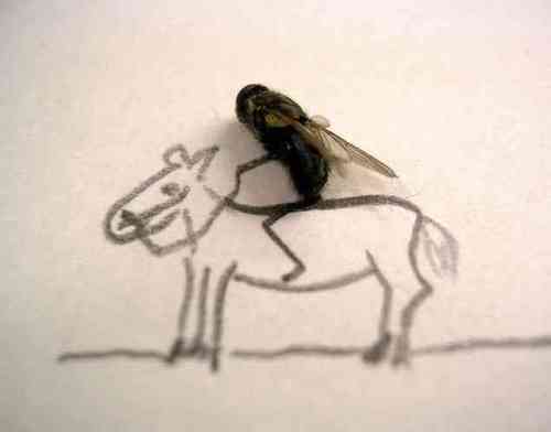 Spass mit Fliegen