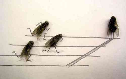 Spass mit Fliegen