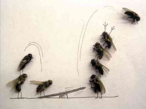 Spass mit Fliegen