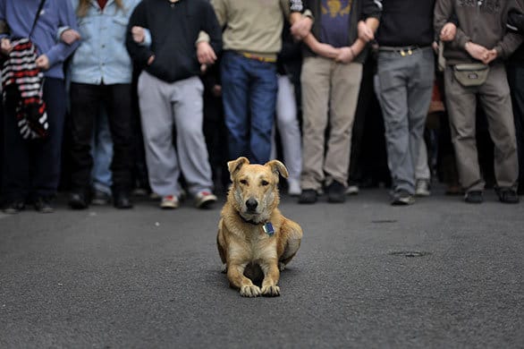 Érase una vez en Atenas: Louk - La leyenda del perro antidisturbios