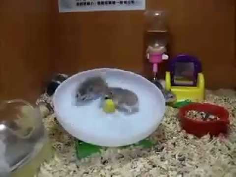 Zwei Hamster auf dem Laufrad