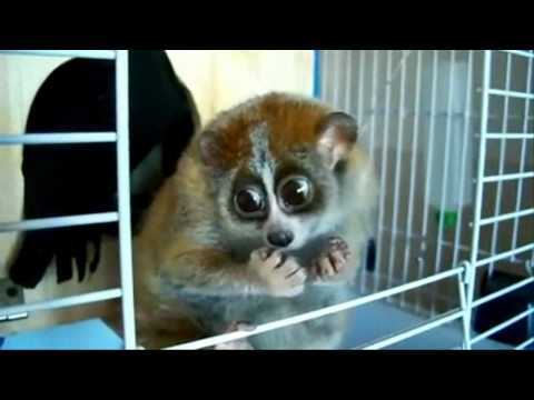 Lemur