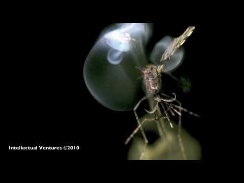 Mosquito killed by a Laser