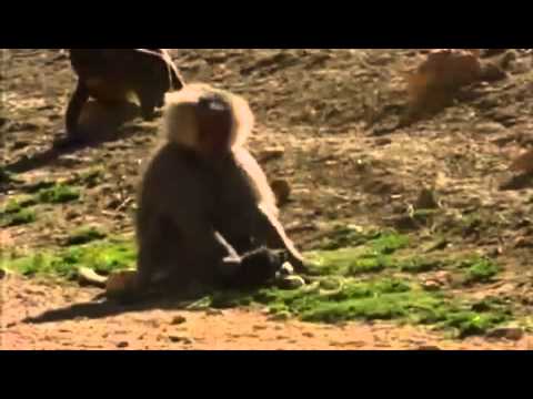 Babianer kidnappar valpar och föder upp dem som husdjur