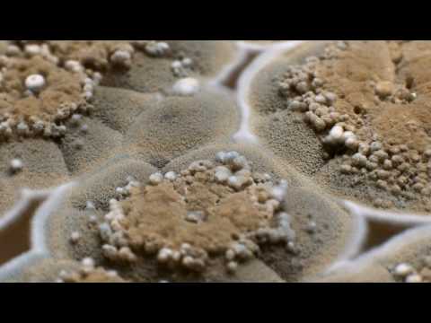 Schimmel in Zeitlupe