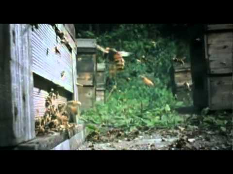 Krieg: 30 Hornissen gegen 30’000 Honigbienen