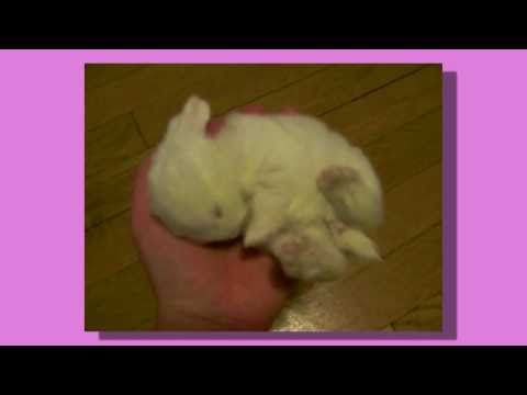 Cute Things Exploding