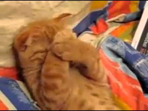 Cat does not want to wake up