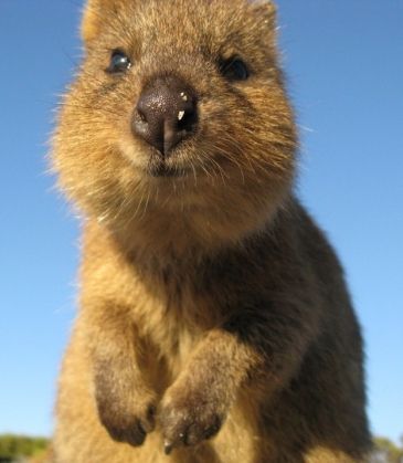 Quokka - Das wohl glücklichsten Tier der Welt