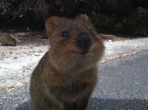 Quokka - Probably the happiest animal in the world