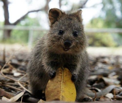 Quokka - Das wohl glücklichsten Tier der Welt