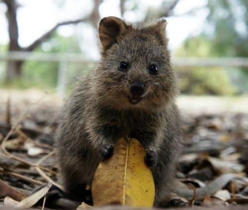 Quokka - Probably the happiest animal in the world