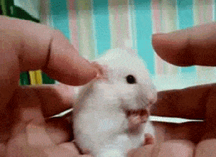 Völlig überraschter Hamster