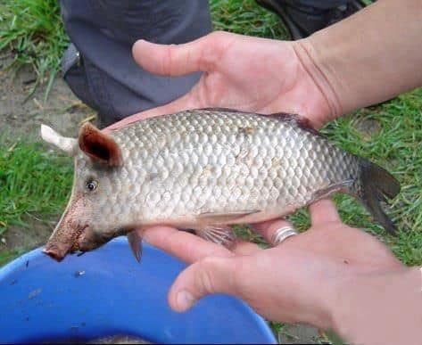 Sauerei! Jetzt hat man auch Schwein im Fisch gefunden