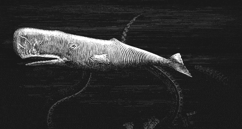 Whale vs Squid