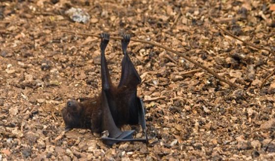 Go home, bat, you're drunk