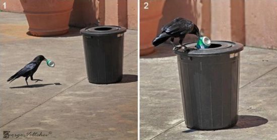 The Recycling Crow