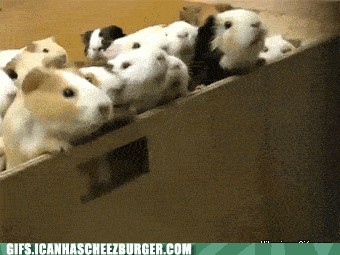 When sysadmin finally gives us the root access