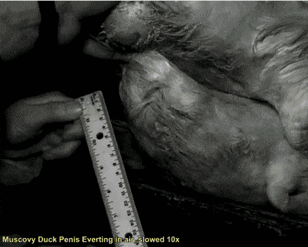 Slowmotion Duck Penis