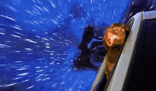 Wrap Dogs in Space