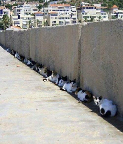 Katzen liegen gerne im Schatten