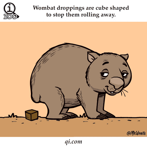 Eläinten tosiasiat - Wombat