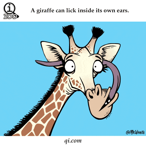 Dierenfeiten - Giraf