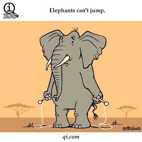Tierfakten - Elefant