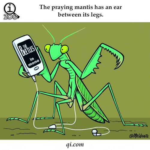 Animal Facts - Praying Mantis