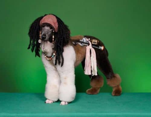 Dog Grooming – Bizarre Hundefriseuren