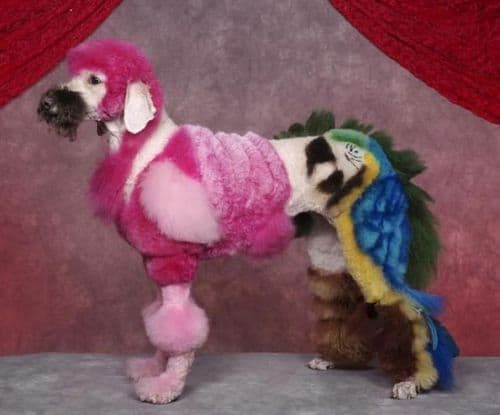 Peluquería canina: peluqueros caninos extraños