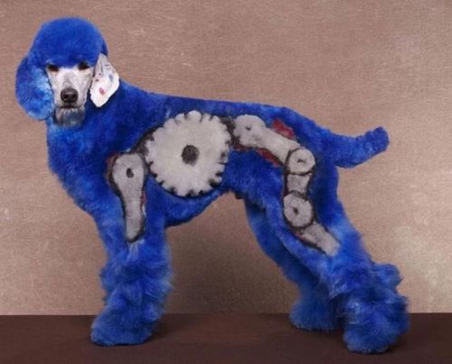 Dog Grooming – Bizarre Hundefriseuren