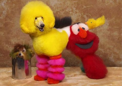Dog Grooming – Bizarre Hundefriseuren