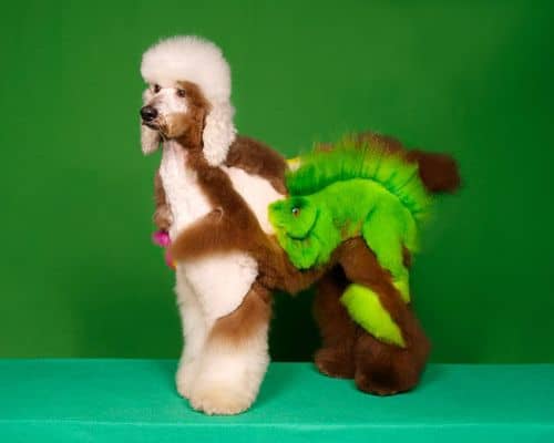Dog Grooming – Dziwaczni psi fryzjerzy