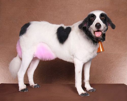 Dog Grooming - Bizarre dog groomers
