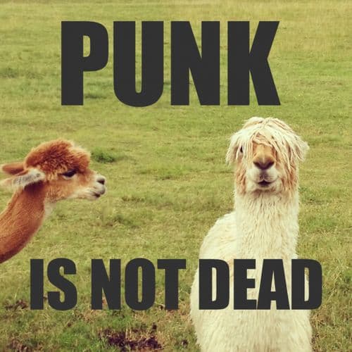 Punk is not dead